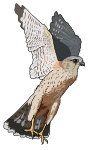Faucon emerillon - Merlins falcon